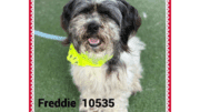A black/white shih tzu with a yellow scarf