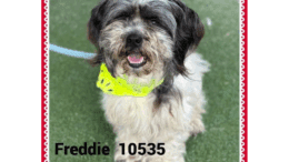A black/white shih tzu with a yellow scarf