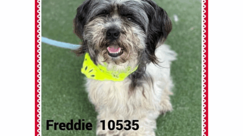 A black/white shih tzu with a yellow scarf