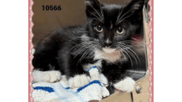 A black/white cat inside a box