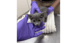 A grey kitten held by someone with surgical gloves
