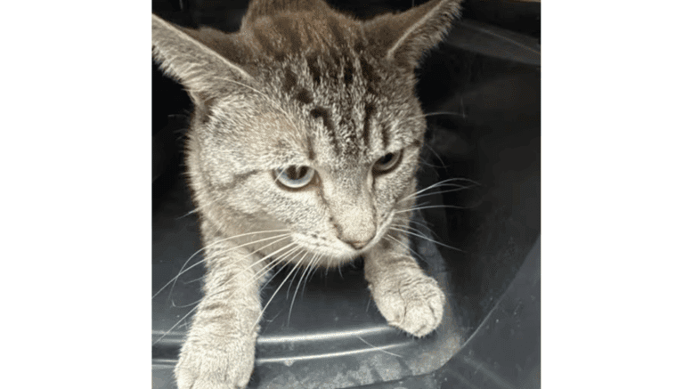 A lilac point/tabby cat inside a cage