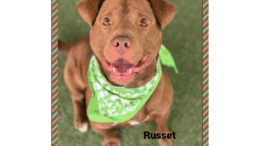 A brown/white American pit bull terrier looking happy