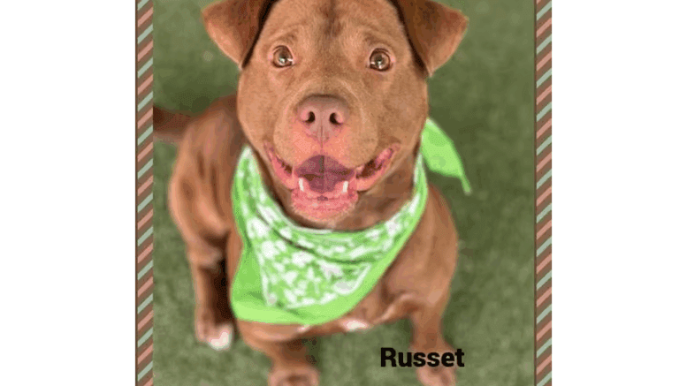 A brown/white American pit bull terrier looking happy