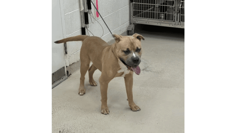 A tan/white American pit bull terrier with tongue's out and a leash