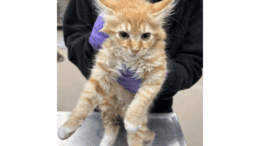 An orange tabby kitten held by someone behind