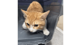 An orange tiger/white cat going out from a cage