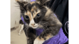 A tortoiseshell kitten held by someone