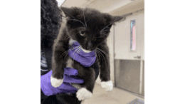 A black/white kitten held by someone