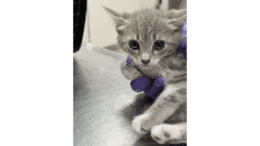 A white/grey tabby kitten sitting on a table