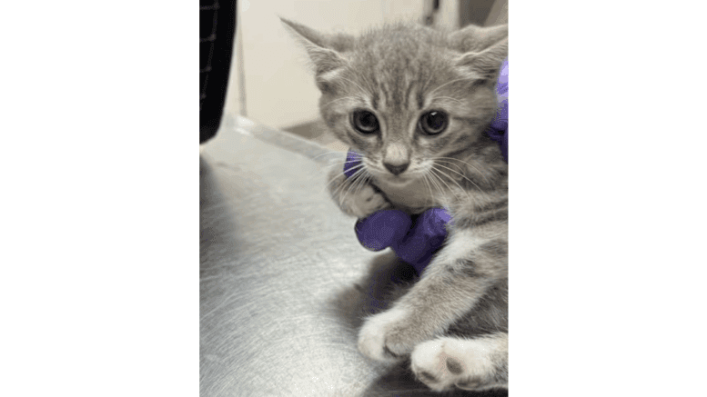 A white/grey tabby kitten sitting on a table