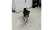 A black/white Australian cattle dog with a leash