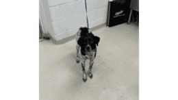 A black/white Australian cattle dog with a leash