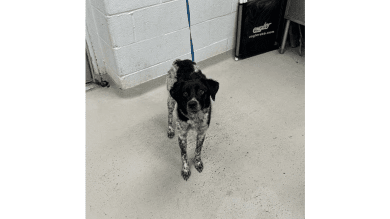A black/white Australian cattle dog with a leash