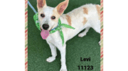 A white tan Australian cattle dog looking happy, with tongue's out