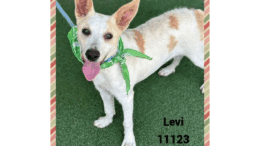 A white tan Australian cattle dog looking happy, with tongue's out