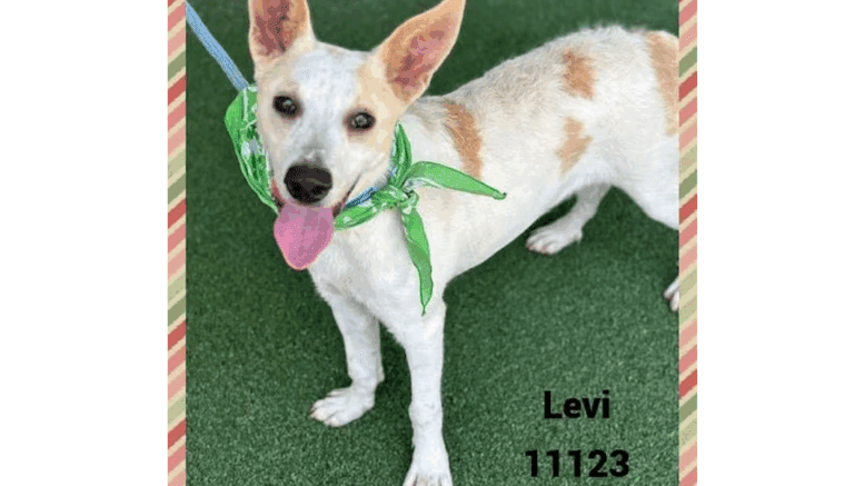 A white tan Australian cattle dog looking happy, with tongue's out