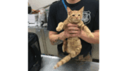 An orange tabby kitten held straight by someone behind