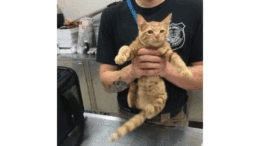An orange tabby kitten held straight by someone behind