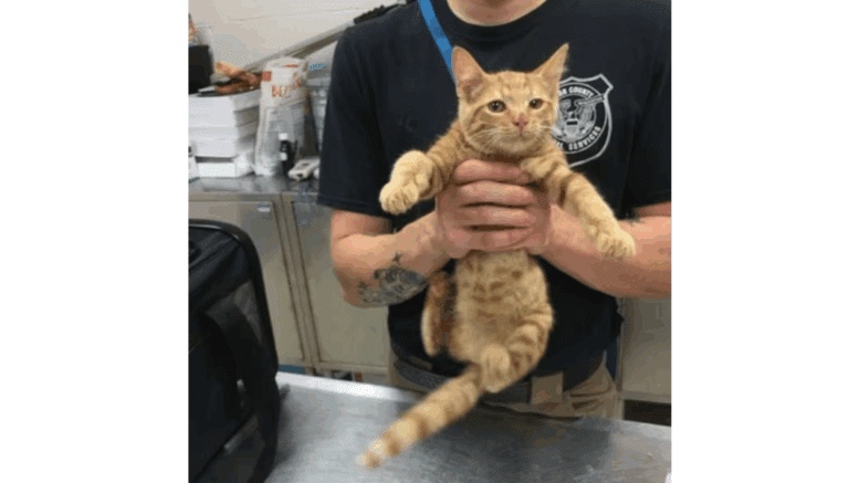 An orange tabby kitten held straight by someone behind