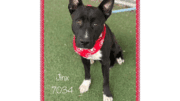 A black/white American pit bull terrier with a red scarf