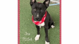 A black/white American pit bull terrier with a red scarf