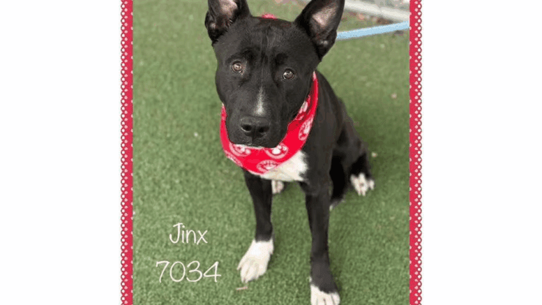 A black/white American pit bull terrier with a red scarf