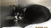 A black/white cat in loaf position inside a metal cage