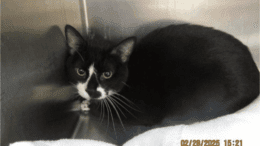 A black/white cat in loaf position inside a metal cage