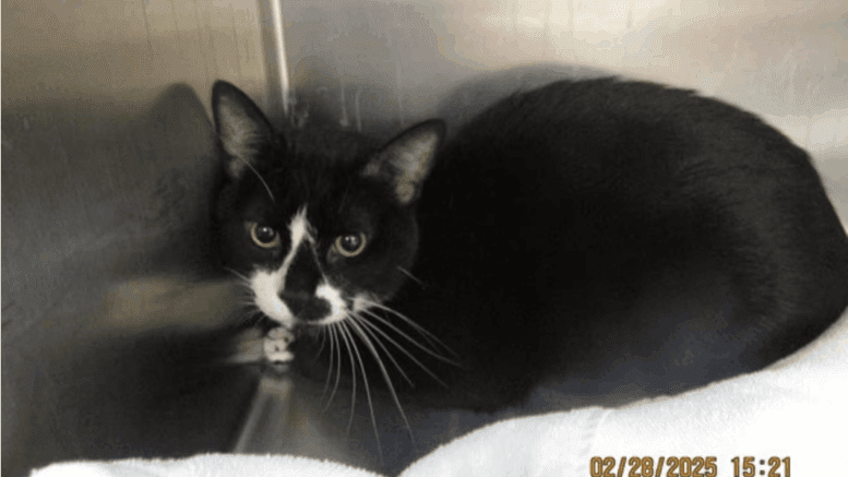 A black/white cat in loaf position inside a metal cage