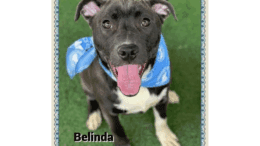 A brown/white American pit bull terrier with tongue's out, looking happy