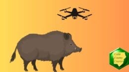 a drawing of a feral pig with a drone hovering overhead