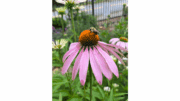 A purple coneflower