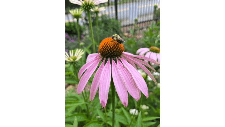 A purple coneflower