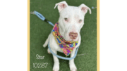 A white American pit bull terrier with a colorful scarf