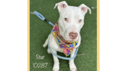 A white American pit bull terrier with a colorful scarf