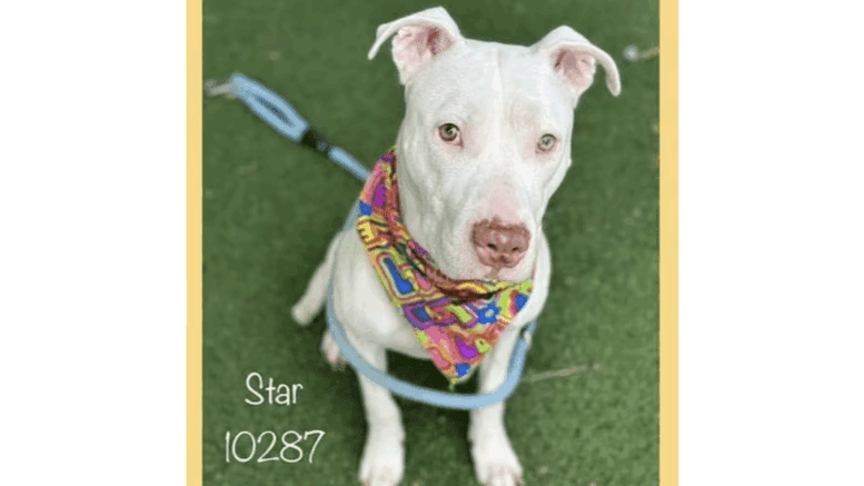 A white American pit bull terrier with a colorful scarf