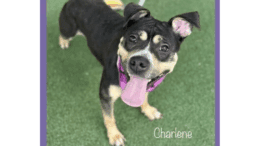 A tri-color American pit bull terrier looking happy with tongue's out