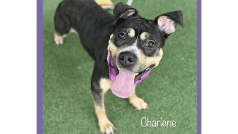 A tri-color American pit bull terrier looking happy with tongue's out