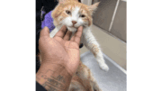 An orange tabby/white cat held by someone behind and upfront