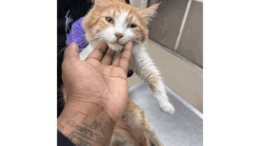 An orange tabby/white cat held by someone behind and upfront