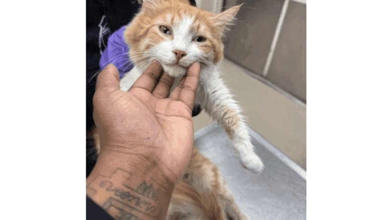 An orange tabby/white cat held by someone behind and upfront