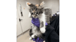 A tabby/calico kitten held by someone