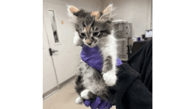 A tabby/calico kitten held by someone