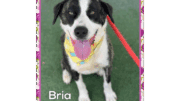 A brindle/white Anatolian shepherd looking happy, with tongue's out
