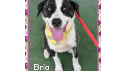 A brindle/white Anatolian shepherd looking happy, with tongue's out