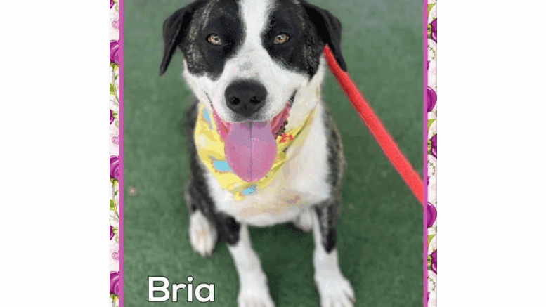 A brindle/white Anatolian shepherd looking happy, with tongue's out