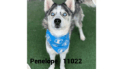 A black/white Siberian husky with a blue scarf