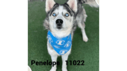 A black/white Siberian husky with a blue scarf