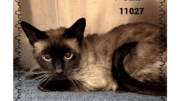 A seal point cat loafed inside aa cage